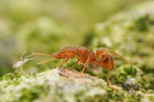 Strumigenys rogeri observed 2026-10-10