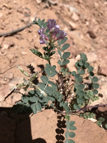 Wetherill's Milkvetch (Astragalus wetherillii)