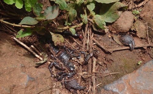Common Emperor Scorpion