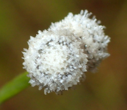 Paepalanthus anceps, photograph 1