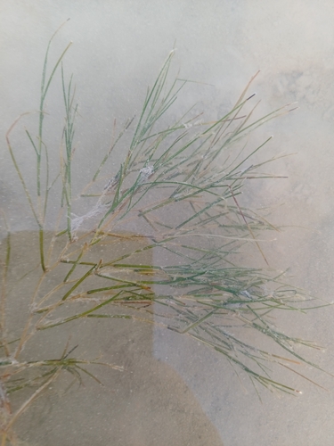 Stuckenia pectinata observed 2026-10-15
