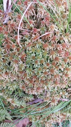 Sphagnum palustre observed 2026-10-15