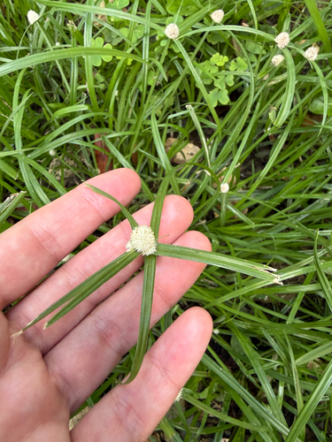 Cyperus mindorensis observed 2026-10-14