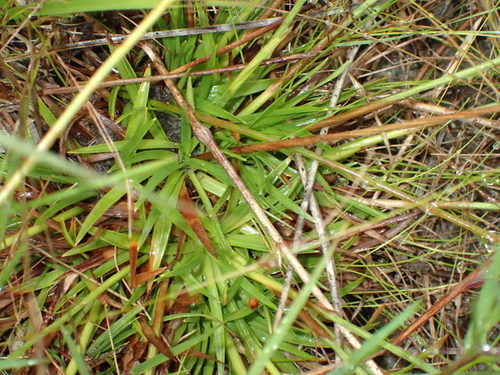 Paepalanthus anceps, photograph 2