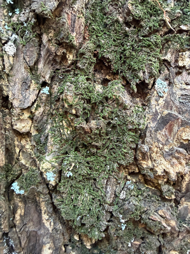 Acrolejeunea sandvicensis observed 2026-10-14