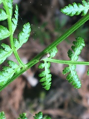 Agalliina