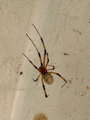 Brown Widow