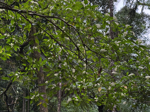 Cuttsia viburnea observed 2026-10-14