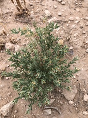 Euphorbia acuta
