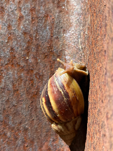 Achatina fulica observed 2026-10-14