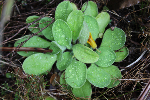 Craspedia uniflora observed 2026-10-15