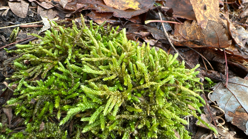 Bryoandersonia illecebra, 2026-10-15