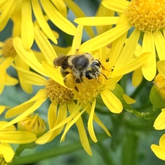 Andrena gardineri