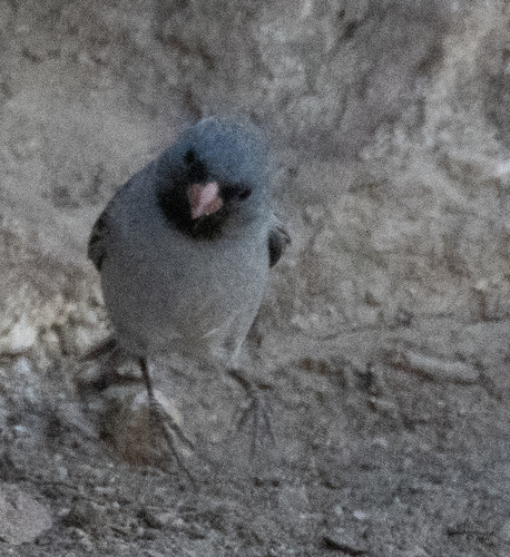 Black-chinned Sparrow