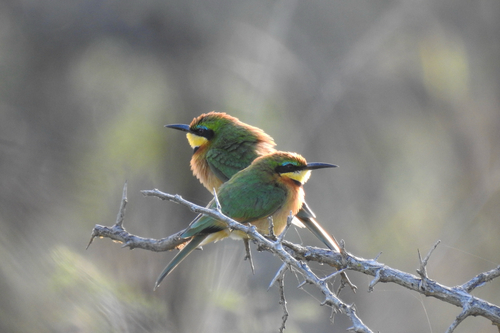 iNaturalist image