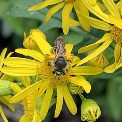 Andrena gardineri