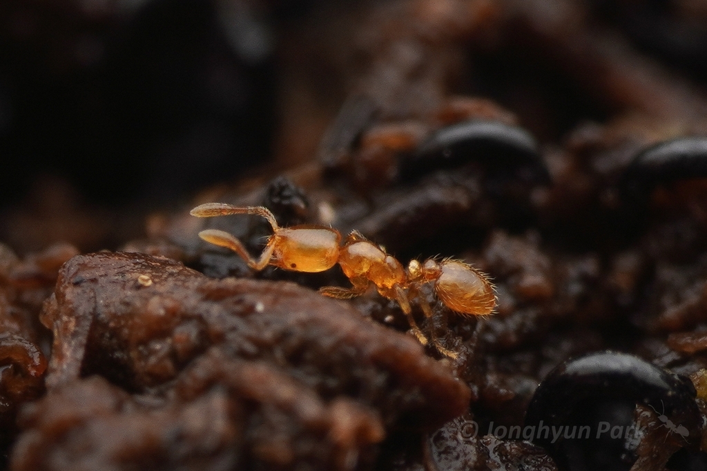 Texas Thief Ant