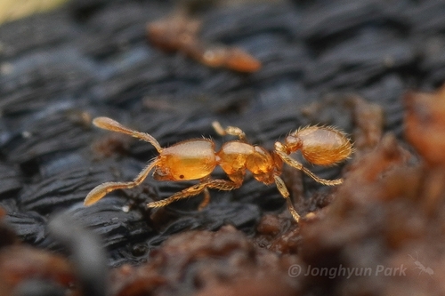 Texas Thief Ant photo 2