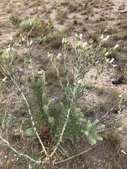 Mentzelia strictissima