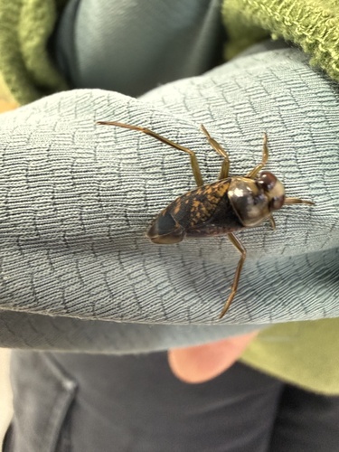 Notonecta irrorata