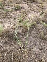 Mentzelia strictissima