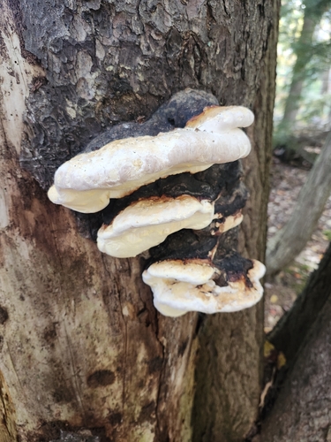 Fomitopsis