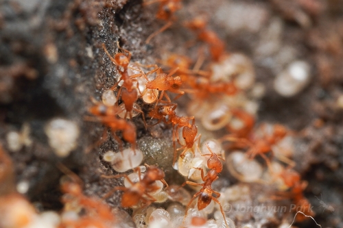 Strumigenys rogeri observed 2026-10-10