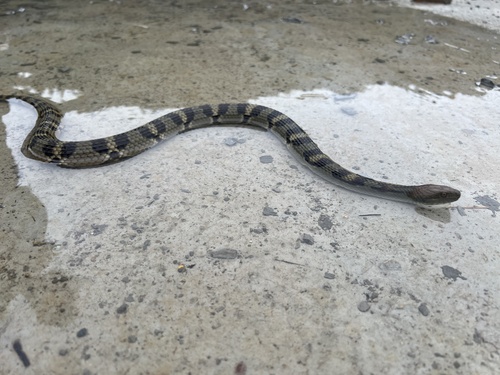 Asiatic Water Snake
