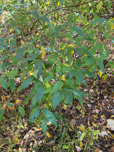 autumn olive