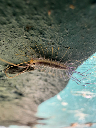 House Centipede