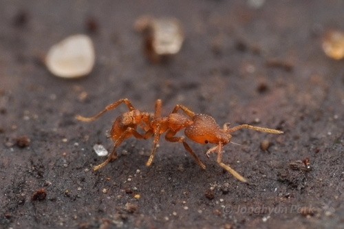 Strumigenys rogeri observed 2026-10-10