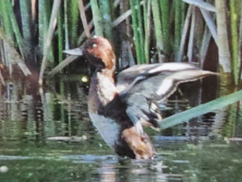 Ferruginous Duck