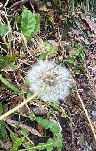 common dandelion
