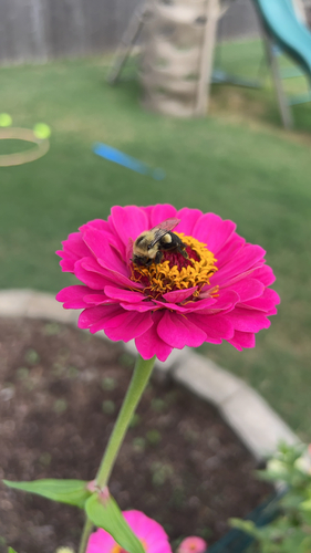 Common Eastern Bumble Bee