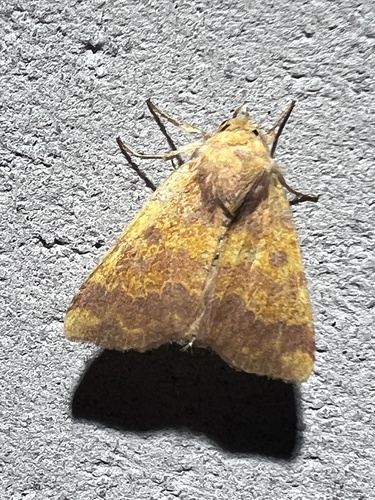 Barred Sallow