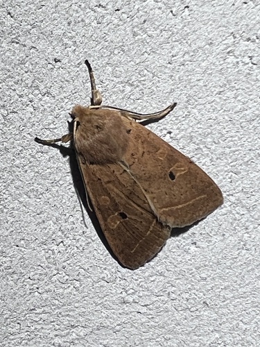 Yellow-line Quaker