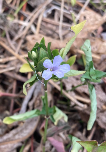 Ruellia blechum observed 2026-10-13