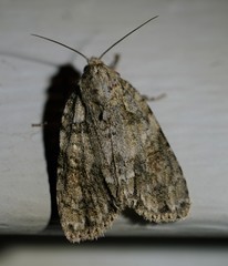 Acronicta ovata