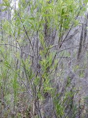 Salix caroliniana