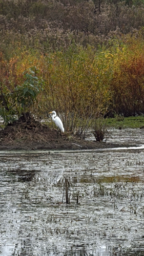 Great Egret