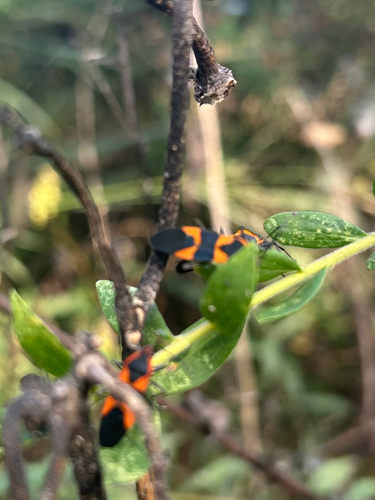 Large Milkweed Bug