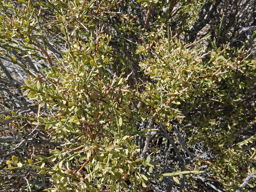 Spiny Greasebush