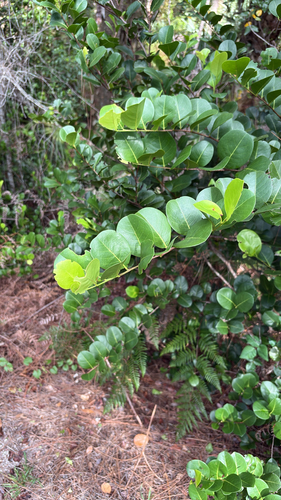 Cocoplum