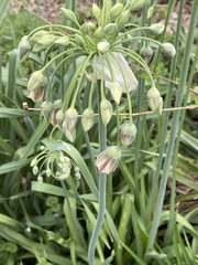 Allium siculum