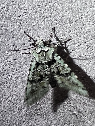 Merveille du Jour