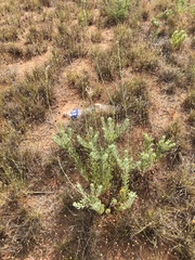 Oenothera cinerea cinerea