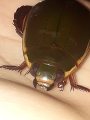 Megadytes lhermineri