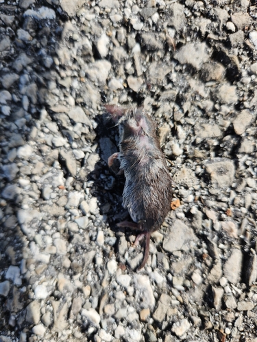 North American Least Shrew observed by maze316