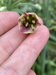 Allium siculum
