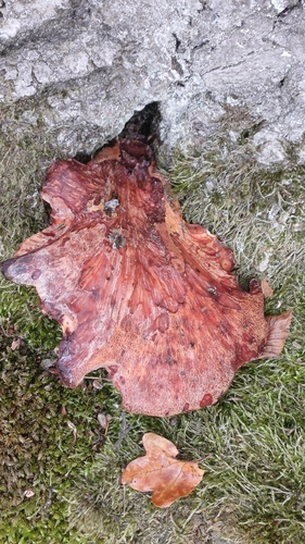 Beefsteak Polypore
